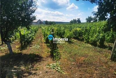 Teren intravilan de vanzare in Iasi, zona Tomesti Chicerea! - 1