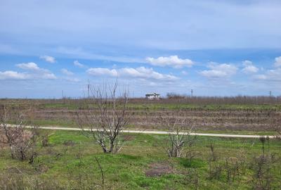 VANZARE TEREN PRUNDU INTRAVILAN AGRICOL GIURGIU POTENTIAL - 4