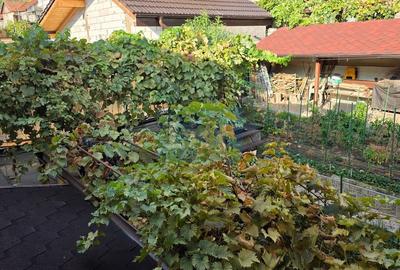 Casă Central Orsova, cu vedere la Dunăre - 4