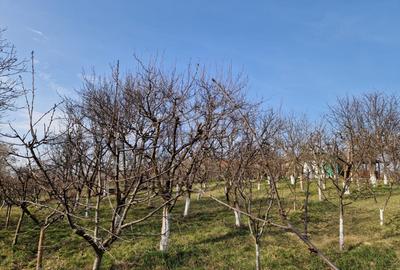 Teren - Roman  -Trifesti - ieșire la lac - livada pe rod - 7