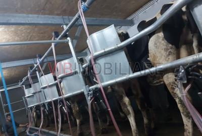 Ferma zootehnică funcțională, populată cu peste 200 capete bovine, aproape de Sâ - 8