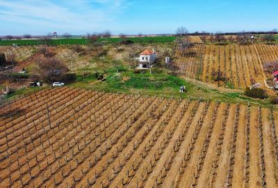 Investiție rară în Bihor - 11