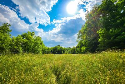 Teren de 11700 mp în mijlocul naturii la 2 ore de București - 4