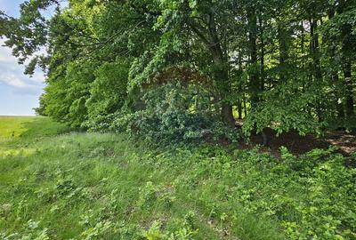 Teren Ilisesti  7000mp extravilan/ DN 17, Suceava - 28
