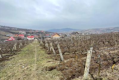 Teren intravilan 2.617mp, Chicerea, comuna Tomești - 3