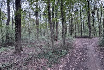 46644 mp teren in Padurea Baneasa proiect exclusivist - 5