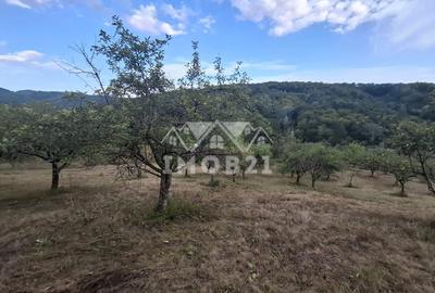 Teren spectaculos cu padure, livada si priveliste panoramica in Soimari PH - 11