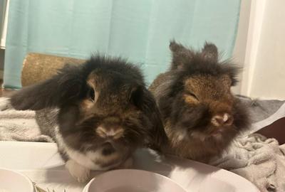 *SHORT/LONG TERM * AM256Et2 - MODERN CITY CENTRE APARTMENT - 39