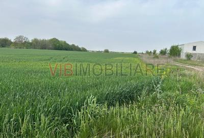 Comuna Dascalu - A0 - teren intravilan 9000 mp - 3