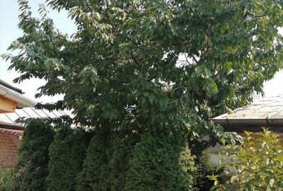 Casă individuală cu 3 camere în Băneasa