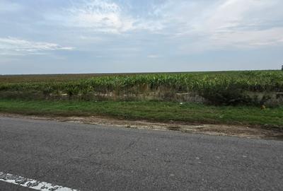 LIVADA  DE VANZARE FOCSANI-DUMBRAVITA  1,8  HA - 20