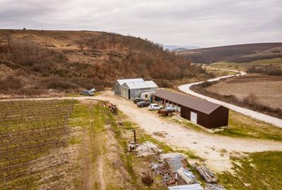 Vie de 115 Hectare în satul Dud, județul Arad - 8