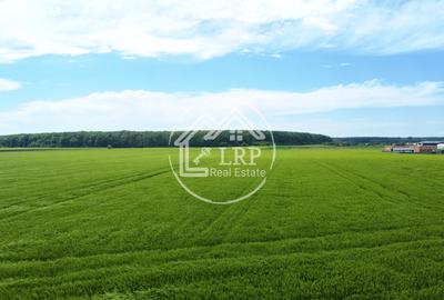 OPORTUNITATE INVESTIȚIE:Teren intravilan 25.000mp Dascălu-Pădure, parcelabil - 11