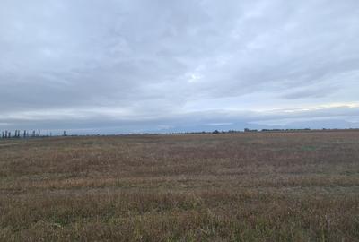 Oază de Natură și Potențial: Teren de 48.100 mp lângă Delta din Carpați - 13