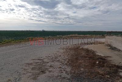 Ferma Agricolă 1.350 Hectare – Grad de Comasare 96–97%, Chișineu Criș, Județul A - 9