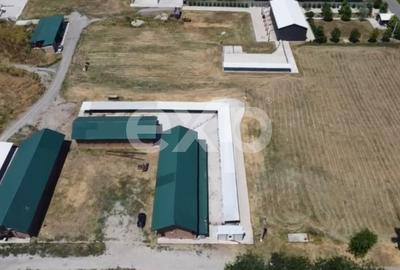 Black Angus Farm with authorized Slaughterhouse - 3