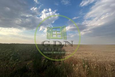 Teren intravilan, 9500 mp, Carcea - 2