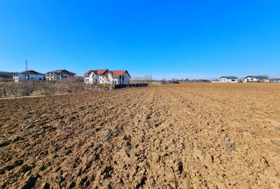 Teren intravilan 13175mp utilitati Ciolpani Strada Alunisului - Padurea Snagov - 11
