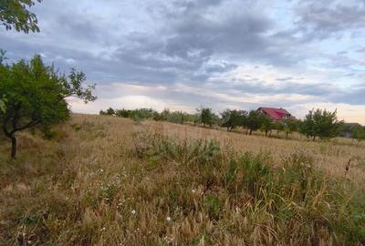 TEREN PAULESTI//10.000 MP - 6