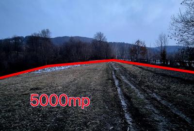 Teren 5000 mp, pretabil cabana de weekend, Sinca Noua - 6