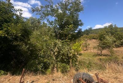 TEREN INTRAVILAN - 2500 MP - Valea Mare- Podgoria - 4
