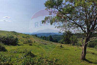 Teren 130000 mp extravilan, faneata si padure, Munteni - Bulz, Negreni - 14