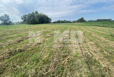 Teren Extravilan | 23 Ari | Satu Mare | Suceava - 4