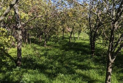 Proprietar,casa renovata ,teren 2000 mp deschidere 113 m,Farcasele Olt - 13