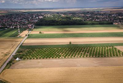 Livadă de nuci altoită și ecologică 2.5ha - 5