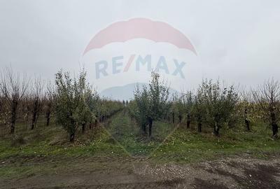 Ferma agro-industrială – 43 ha Adunații Copaceni - 17