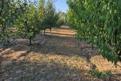 Casă de vânzare în comuna Făcăeni, județul Ialomița – teren 2600 mp, casă nouă, - 14