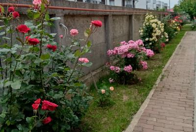 MAGURELE, Vila an 2012 S+P+E+M, Sutila 315mp, garaj, foisor, centrala proprie - 7
