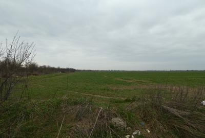 Teren 10.000 mp Butimanu in spatele caselor - 4