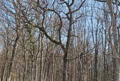 IZVORANI Teren unic prin locatie si priveliste, cu hotar la padurea, intr-o zona - 1