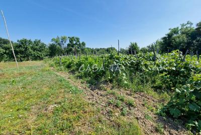 Casa 3 Camere + Teren si Anexe, Tirculesti- Danesti - 14
