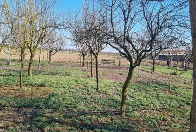 Teren intravilan de vânzare – Pădurea Noroieni - 3