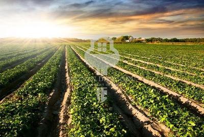 TEREN DE VANZARE - 1