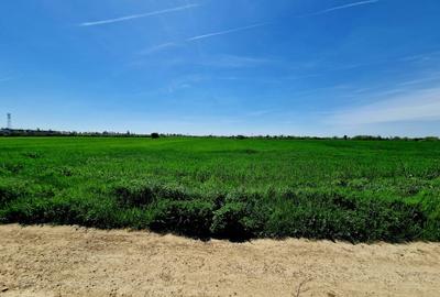 Teren intravilan 5000 mp, str.Sondei, Peris - 4