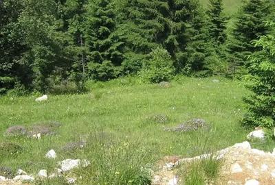 TEREN INTRAVILAN DE VANZARE | COMUNA FUNDATA | FUNDATICA | BRASOV - 2