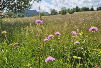 Teren agricol intravilan de 5630 mp, în Tohanu Nou