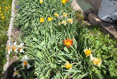 Teren cu cabana de vanzare - 10