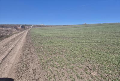 Teren intravilan de 6000 mp, în Șcheia