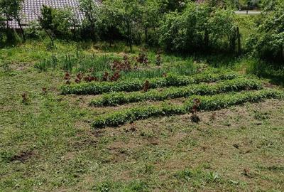 Casă cu 10.300 mp la 15 km de Craiova - 5