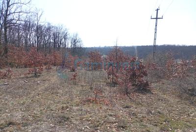 Teren intravilan de vanzare in Paleu, aprape de padure, Bihor - 3