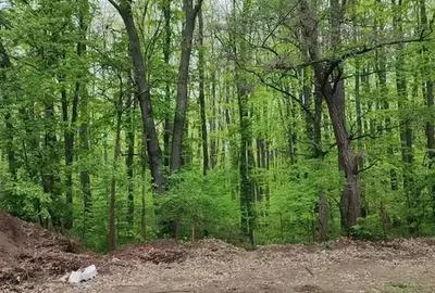 Apartament High End 4 Camere | Gradina 263mp | Iancu Nicolae | - 7