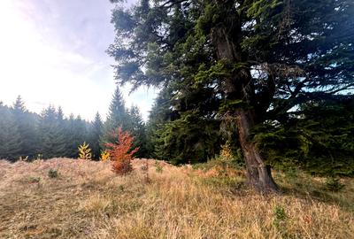 Vanzare 5,3 ha pasune deasupra Voronetului Suceava - Proiect Turistic - 15