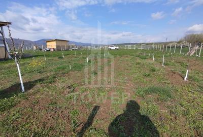Grădină 862 mp cu cabanuta și pomi fructiferi – între Tălmaciu și Sadu - 2