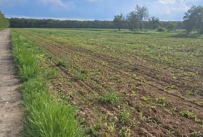 Teren intravilan - 4752 mp - 8 loturi de 594 mp - com Gruiu-Lipia - km 31 A3 - 2