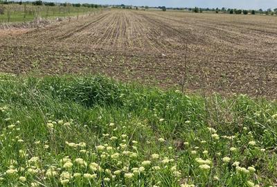 Clinceni - Ordoreanu, oportunitate investitie, teren 5855 mp - 1