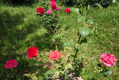 Teren cu cabana de vanzare - 13